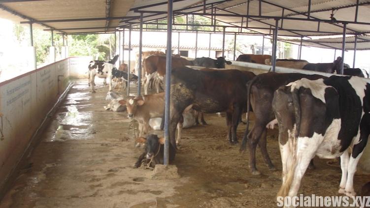 Cow Shelter Owner Shot Dead in Gurgaon Cow Shelter Owner Shot Dead in Gurgaon