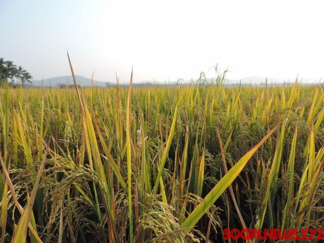 Rice Prices May Reach a 'Boiling Point': Assocham