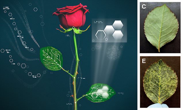 'Electronic' plants to herald new era for scientists