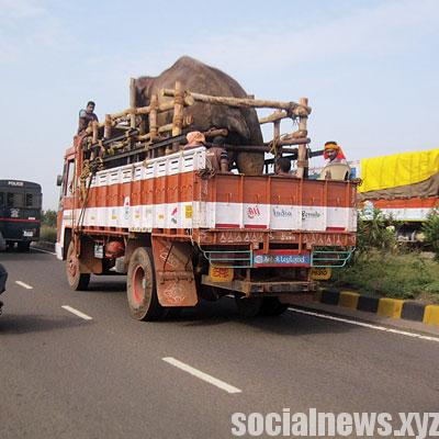 Kerala Launches Ambulance Service for Elephants Kerala Launches Ambulance Service for Elephants