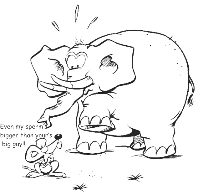 Why Mice Have Longer Sperm than Elephants