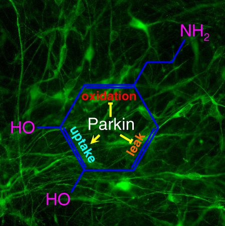 Designer Dopamine Neurons to Treat Parkinson's