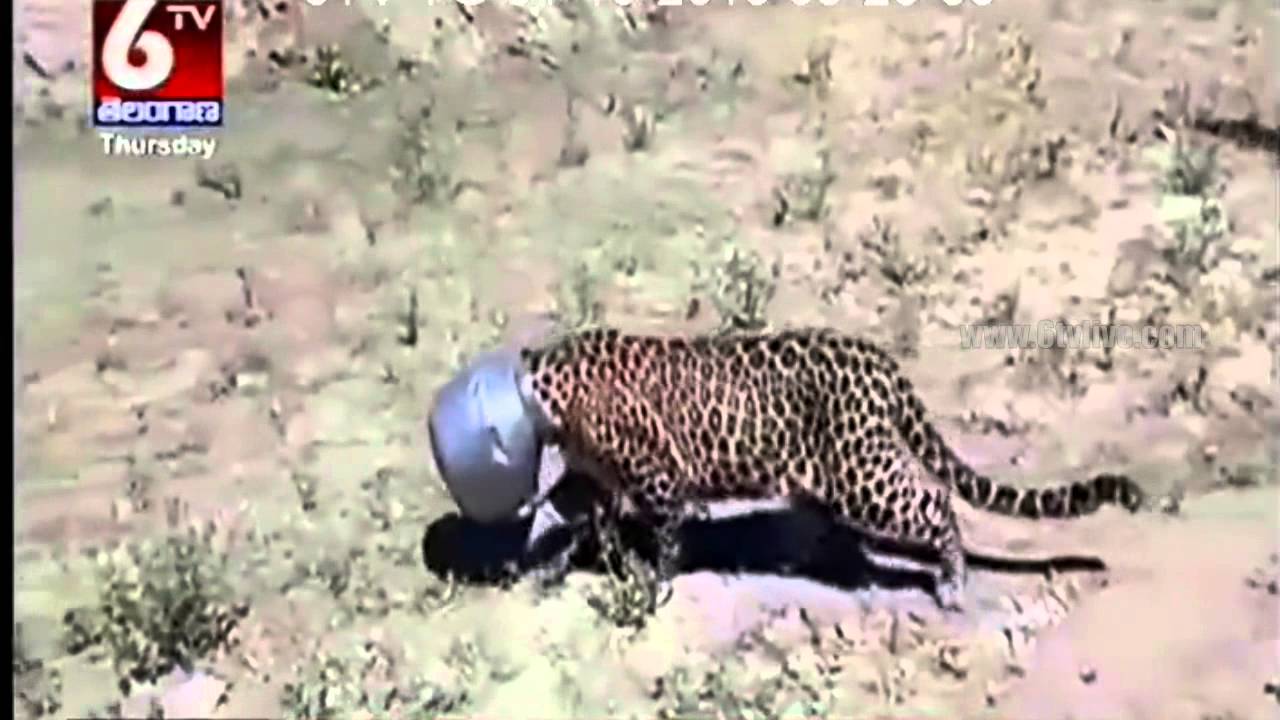 Nine Injured in Leopard Attack in Telangana