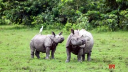 Bagori: One-horned rhinoceroses graze peacefully at Kaziranga National Park & Tiger Reserve in Bagori. Tuesday, October 1, 2024. (Photo: IANS)