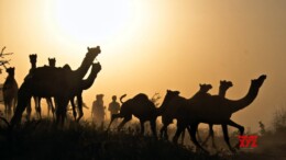 Pushkar: Camel herders at the Pushkar Fair 2024, celebrating the annual cultural festival in Pushkar on Monday, November 4, 2024. (Photo: IANS/Shaukat Ahmed)